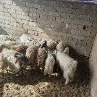 بره نر محلی و نری محلی