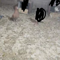 کبوتر|پرنده|شیراز, شهرک گلها|دیوار