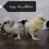 جوجه زینتی+ نژاد خاص و خالص|حیوانات مزرعه|قم, شاه ابراهیم|دیوار