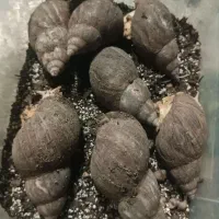 واگذاری 7 عدد حلزون