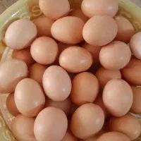 تخم مرغ محلی