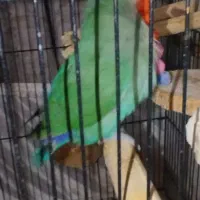 جفت مولد طوطی برزیلی