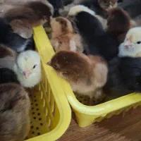 جوجه مرغ|حیوانات مزرعه|گوراب زرمیخ, |دیوار