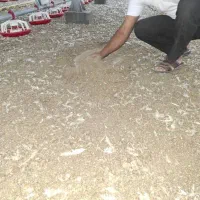 کود مرغی|خدمات باغبانی و درختکاری|کهنوج, |دیوار