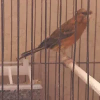 قناری نر  گلاستر