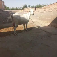 بز سانن هر کس عکس و فیلم خواست روبیکا براش میفرستم