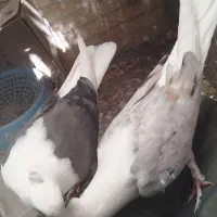 جفت جوجه دوکت نقش کبوتر