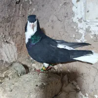 چند تاکبوتر|پرنده|نیشابور, فضل|دیوار