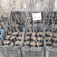 نهال گلدونی گیلاس البالوگردو...۳۵ هزار