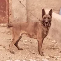 سگ مالینویز