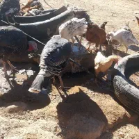 بوقلمون ومرغ تخمگذار فروشی|حیوانات مزرعه|کرفتو, |دیوار