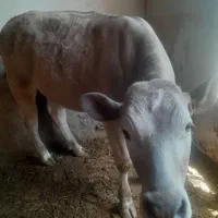 فروش فوری گوساله