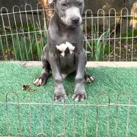 توله پیتبول مشکی و خاکستری