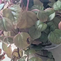 گل و گیاه|گل و گیاه طبیعی|اردبیل, |دیوار