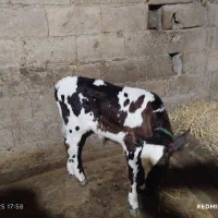 گاو مونت بیلیارد باگوساله نر جنس|حیوانات مزرعه|ماسال, |دیوار