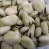 باقلا دونه شده