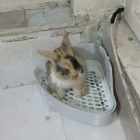 خرگوش جرسی|موش و خرگوش|فردیس, منظریه|دیوار