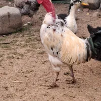 خروس، لاری ، محلی ، گردن لخت