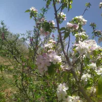 42 هکتار زمین سرحد اقلید|فروش دفتر صنعتی، کشاورزی، تجاری|حسن آباد, |دیوار