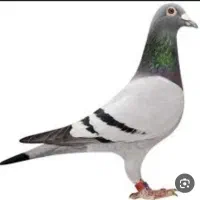 کبوتر مسابقه ماهشهر شادگان