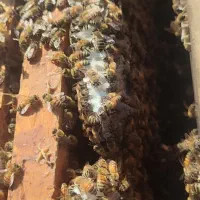 ملکه کارنیکا