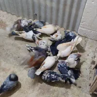 کفتر و کبوتر