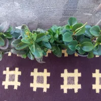 گل های آپارتمانی