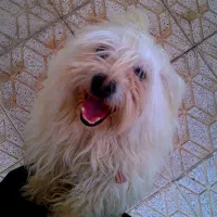 پاکوتا نژاد شیتزو