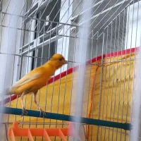 پرنده قناری نر لاکی ذات قدیمی مس مس روانی