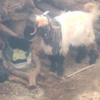 کهره تخمی|حیوانات مزرعه|شهرکرد, |دیوار