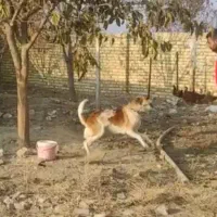 واگذاری سگ گله و نگهبان