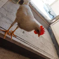 خروس