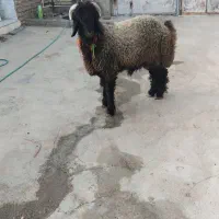 بره تخمی بختیاری