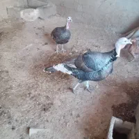 بوقلمون نر و ماده باهم بزرگ و گوشتی