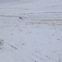 توله تازی|سگ|مشکیندشت, |دیوار