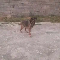 سگ ژرمن|سگ|گرگان, |دیوار