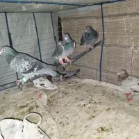 کبوتر|پرنده|مشهد, کوثر|دیوار