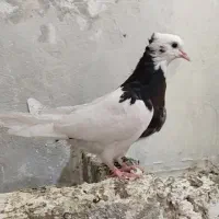 3تا جوجه کبوتر طوقی و یهودی