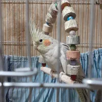 عروس هلندی|پرنده|مشهد, احمدآباد|دیوار