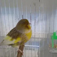 قناری گلاستر اورجینال تکی نر ۵میلییون ماده ۴|پرنده|محمودآباد, |دیوار