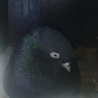 جفت زاغ بمی کلافه|پرنده|نرماشیر, |دیوار