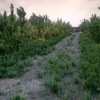 باغچه-200متری-یک-میلیارد