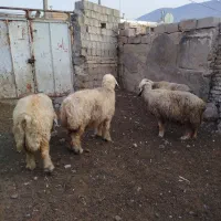 میش|حیوانات مزرعه|شیراز, شهرک کوشکک|دیوار