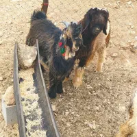 یک عدد کهر تخمی شش ماهه با یک عدد بره تخمی|حیوانات مزرعه|ایذه, |دیوار