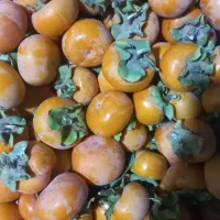 خرمالوی درجه یک