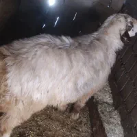 فورش فوری قوچ گله ای