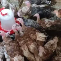 بوقلمو  معاوضه هم داره