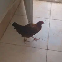 مرغ محلی بفروش میرسه