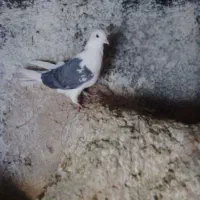 دوکت ماده بلندگرد|پرنده|ملایر, |دیوار