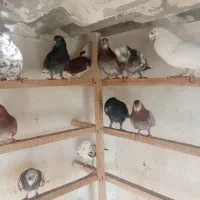 سلام به همه دوستان تعداد کبوتر خوب به فروش می رسد|پرنده|اسلامشهر, شهرک سالور|دیوار